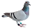 Smiley pigeon 40 - 2.png