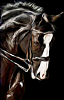 cheval2.png