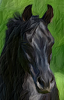 cheval3.png