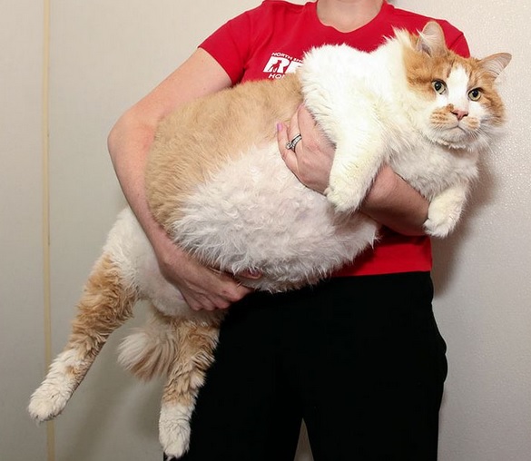 big minou.jpg