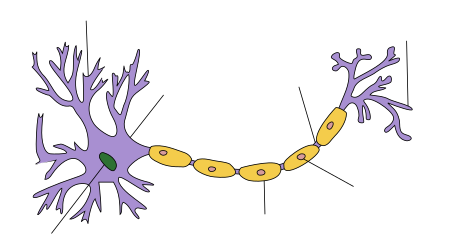 Vue schématique d'un neurone. Source : https://commons.wikimedia.org/wiki/File:Neuron_Hand-tuned.svg