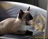 siamese-cat-online-img115.jpg